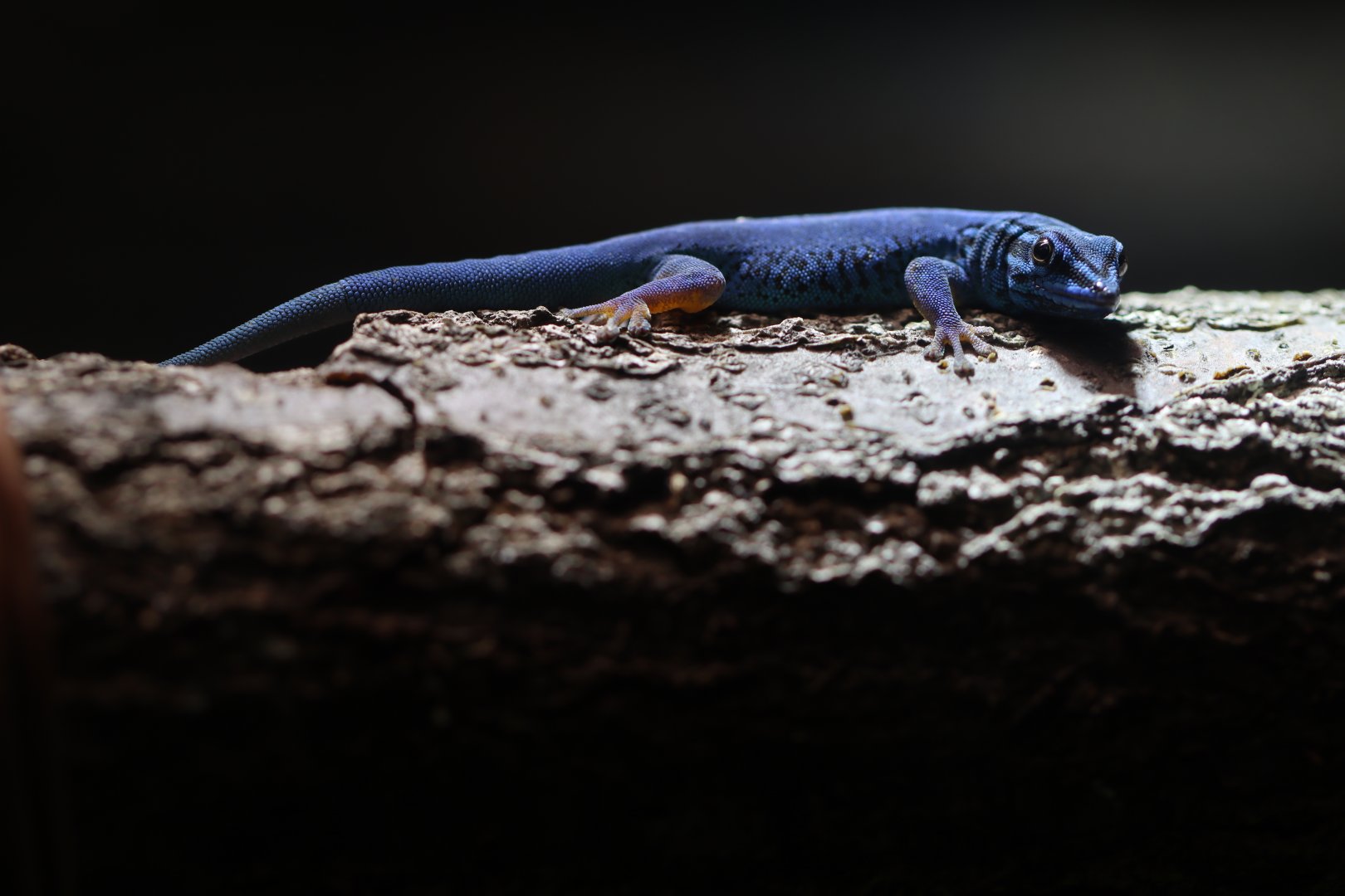 William's dwarf gecko (Lygodactylus williamsi)