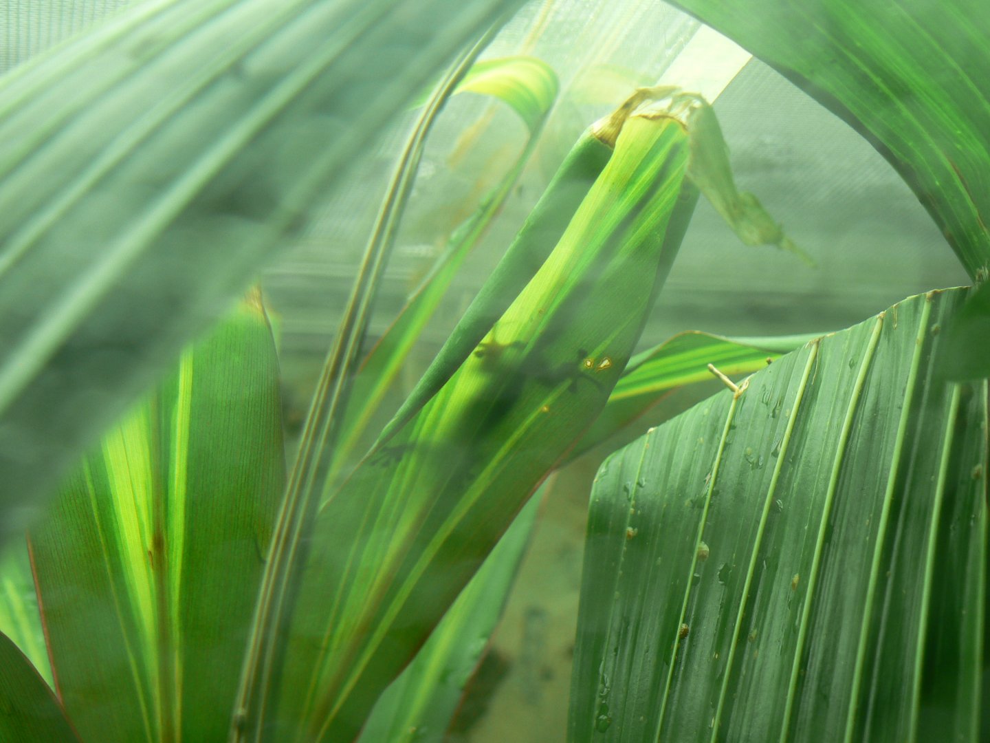 Williams' Dwarf Gecko (silhouette) - 6 July 2018