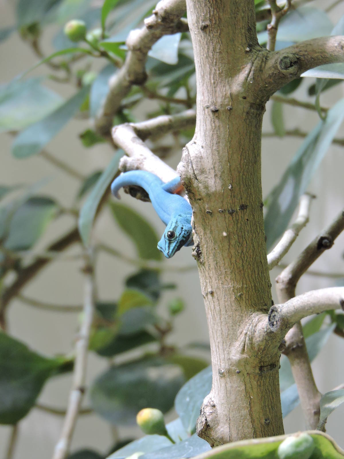 William's dwarf gecko
