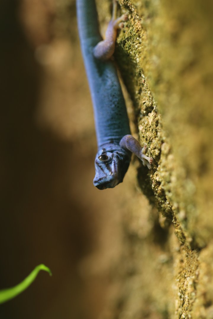 William's dwarf gecko