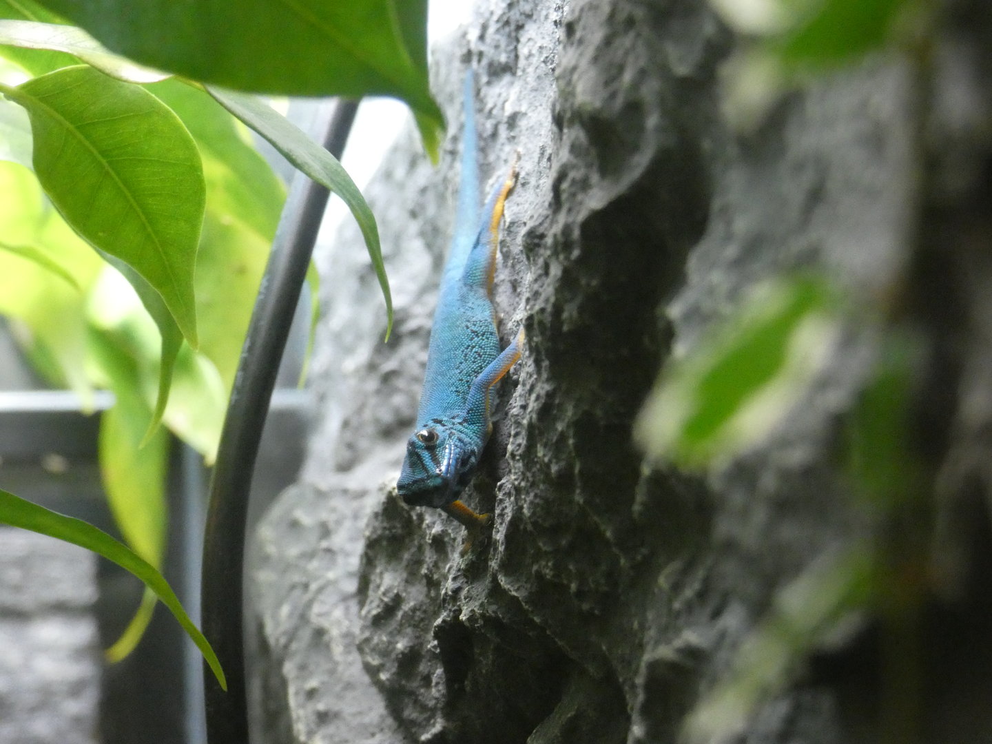 Williams' dwarf gecko