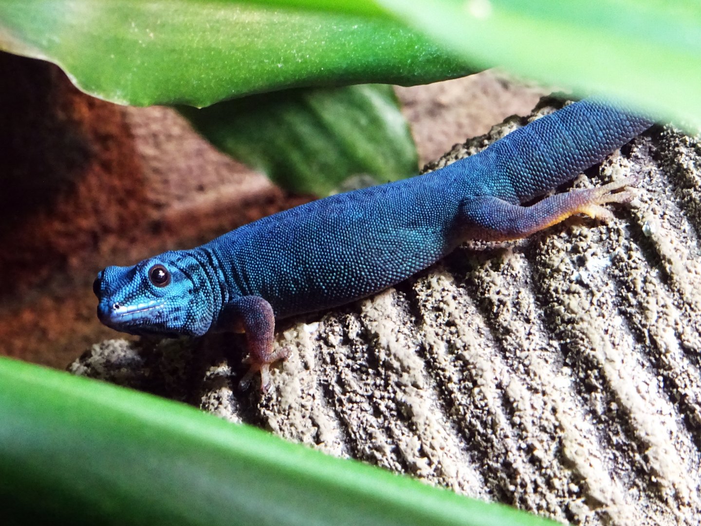 Williams' Dwarf Gecko