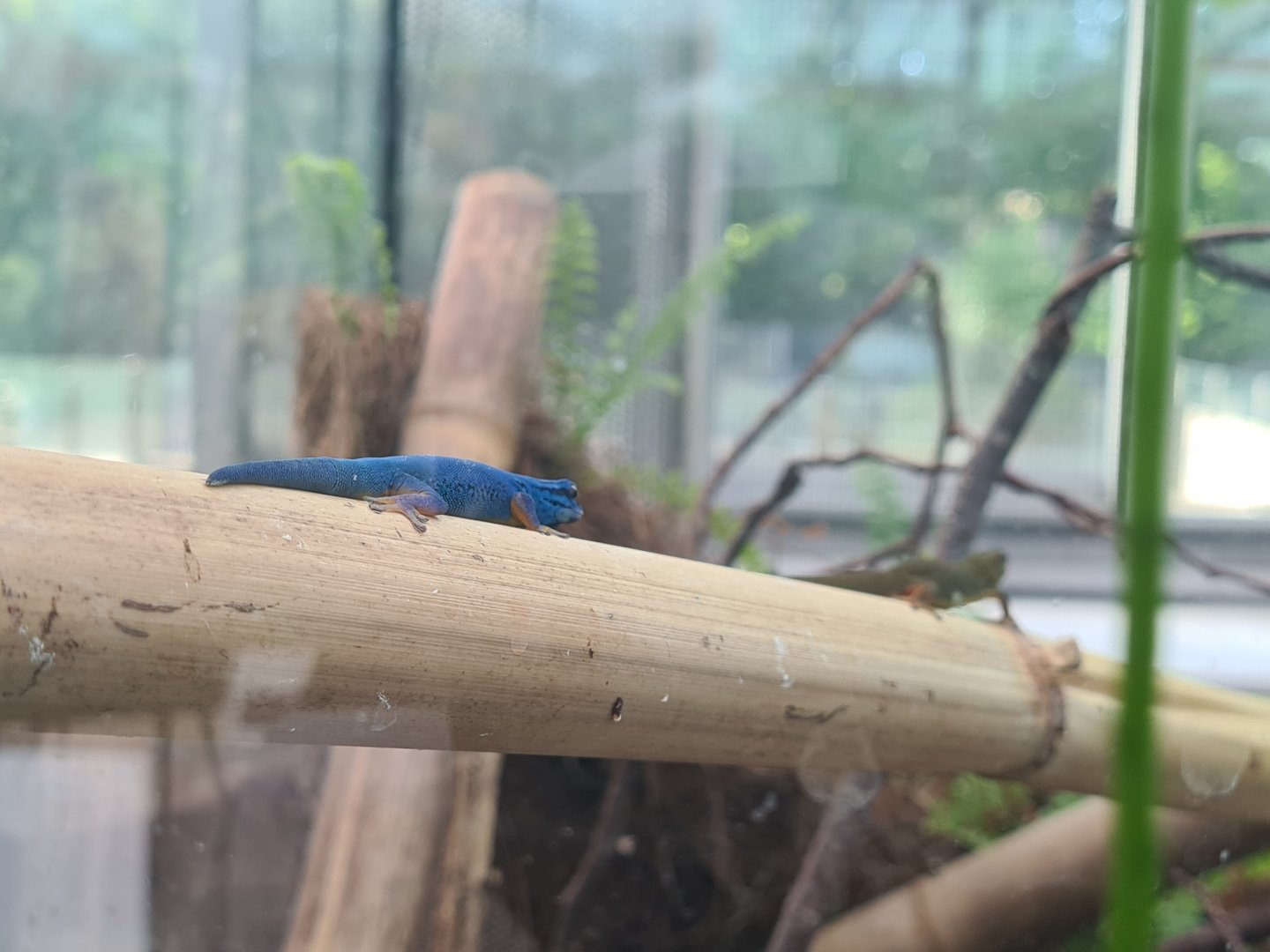 William's electric blue dwarf gecko