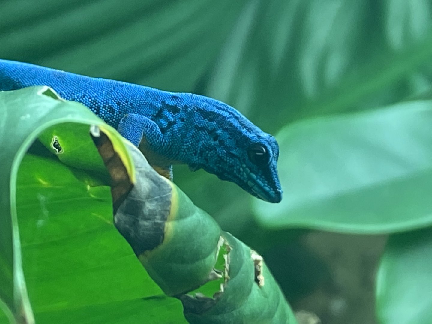 Williams' electric blue gecko 050120