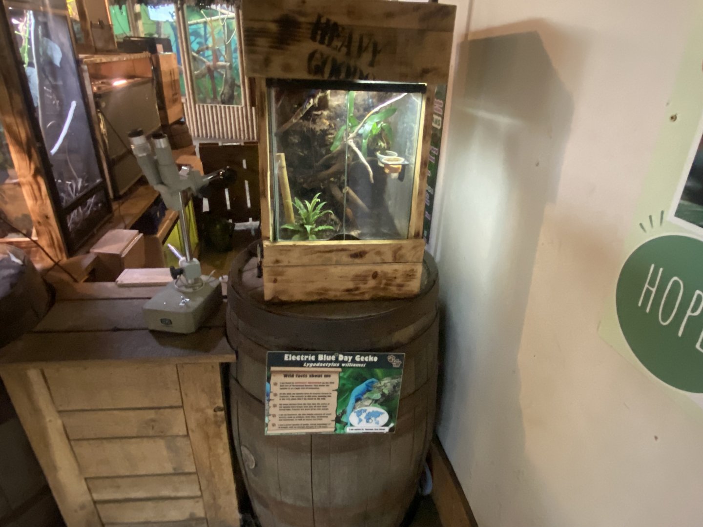 Williams electric blue gecko exhibit 040824