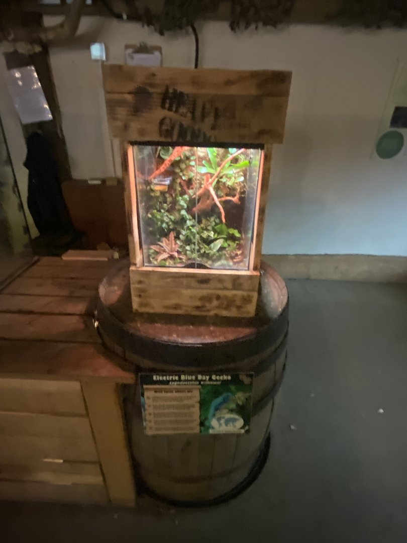 Williams electric blue gecko exhibit 150723