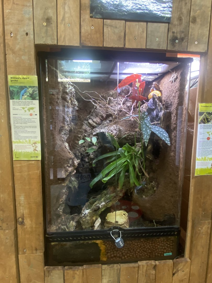 Williams electric blue gecko exhibit 250623