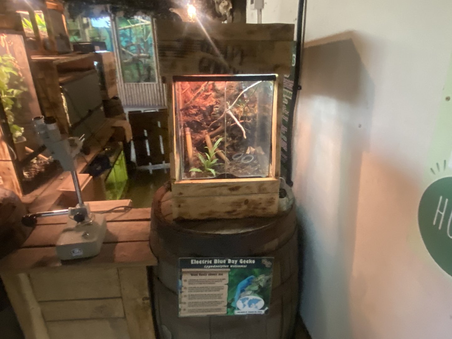 Williams’ electric blue gecko exhibit 280425