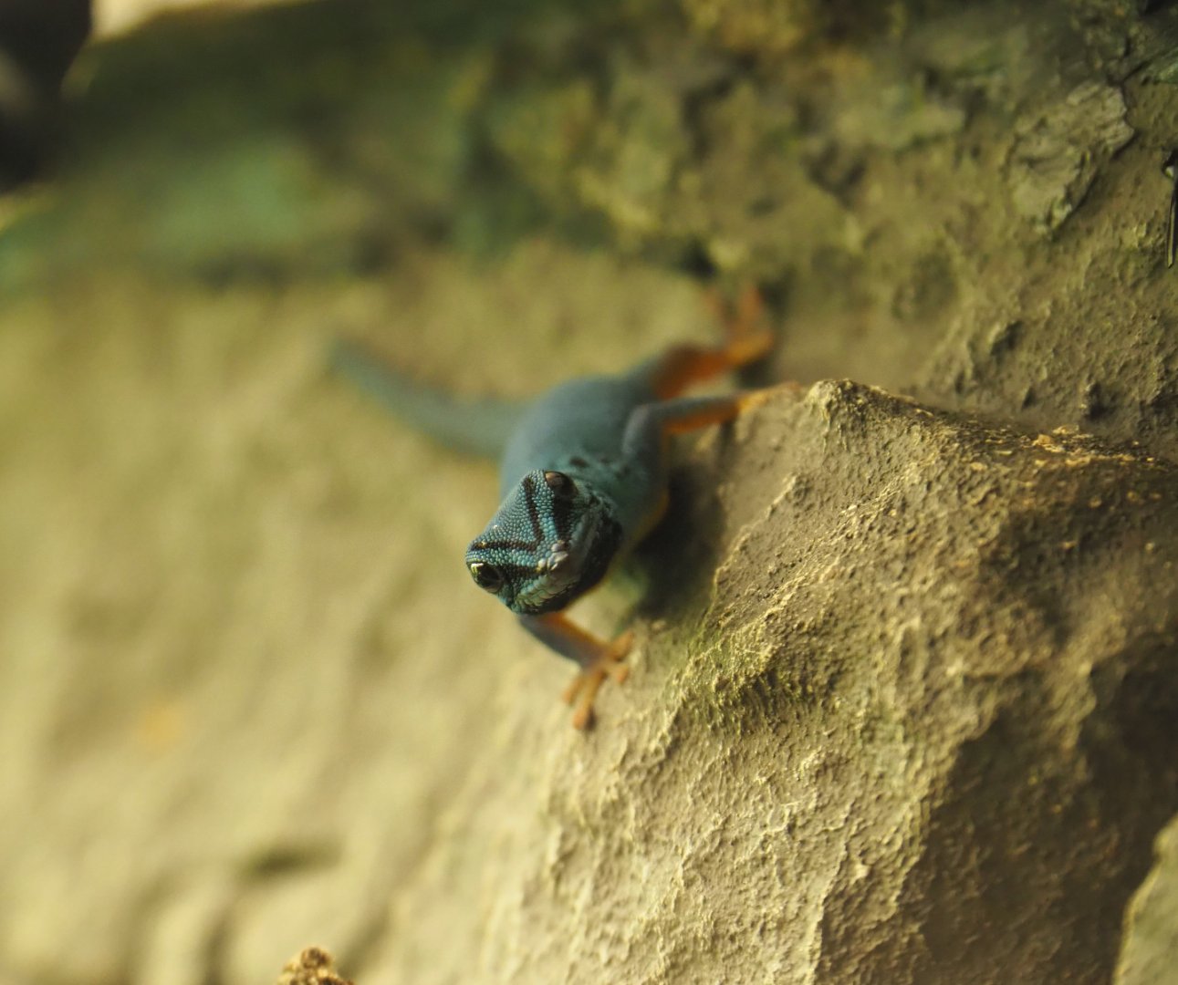 William's electric blue gecko (Lygodactylus williamsi), 2019-12-30