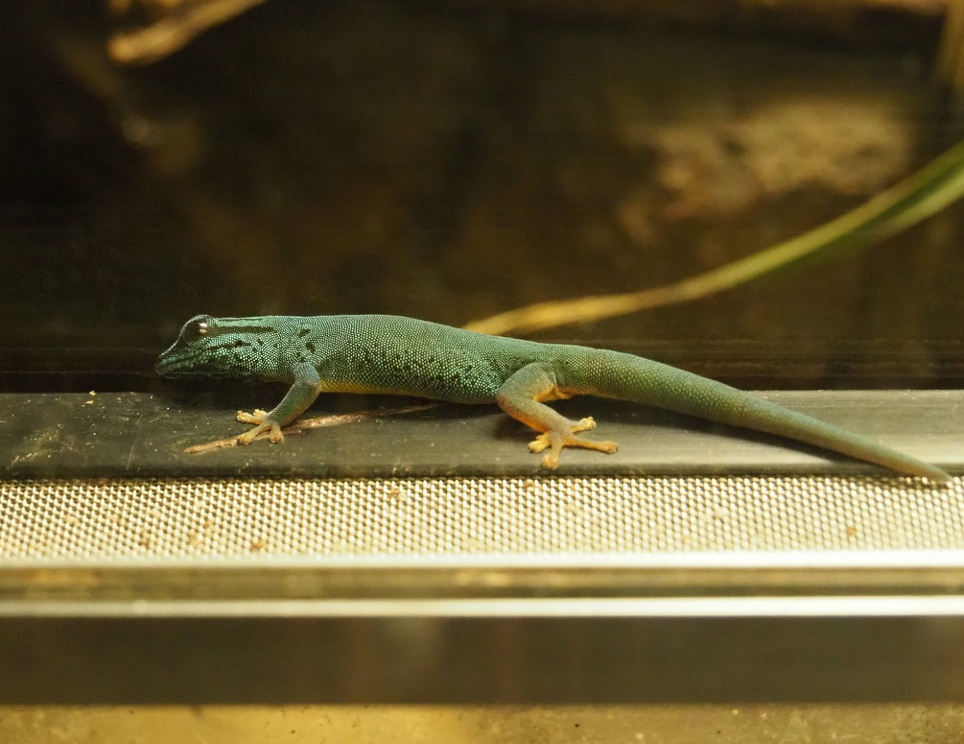 William's electric blue gecko (Lygodactylus williamsi), 2020-06-28