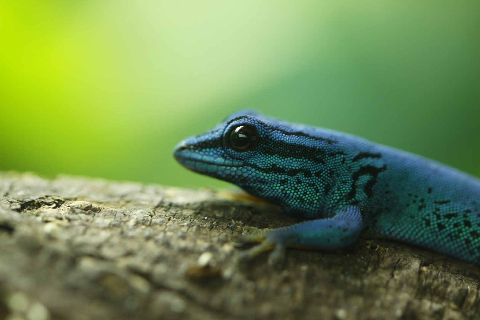 William's electric blue gecko (Lygodactylus williamsi)