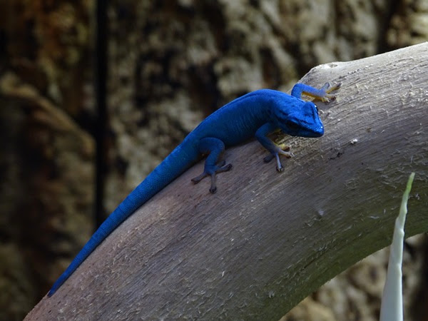 William's electric blue gecko (Lygodactylus williamsi)
