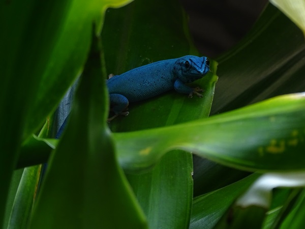 William's electric blue gecko (Lygodactylus williamsi)