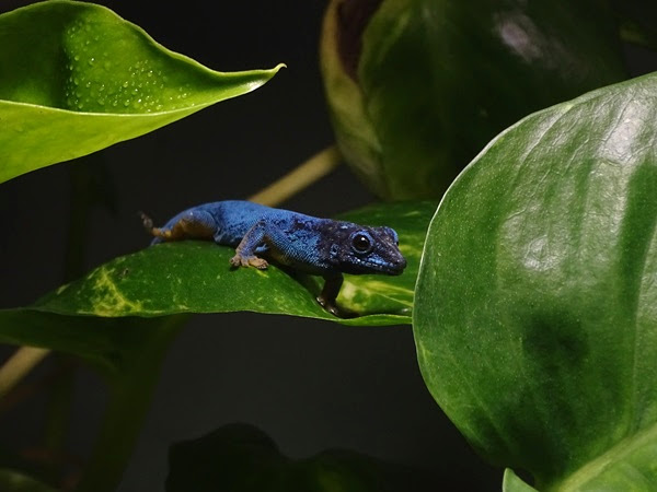 William's electric blue gecko (Lygodactylus williamsi)