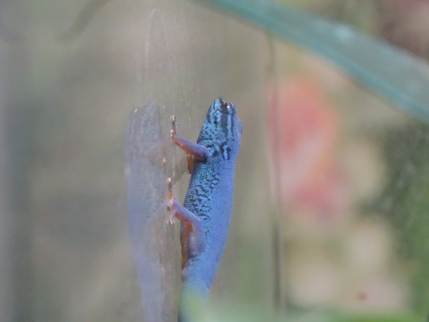 William's electric blue gecko (Lygodactylus williamsi)