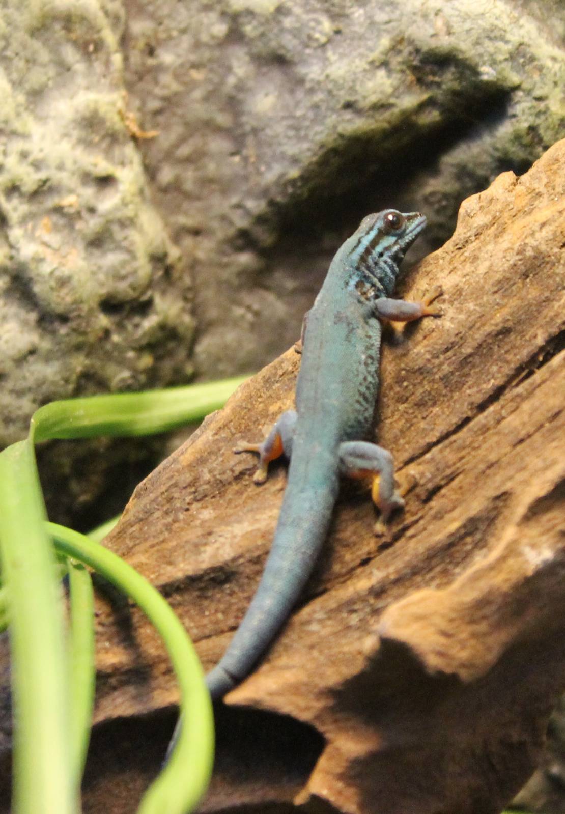William's electric blue gecko male