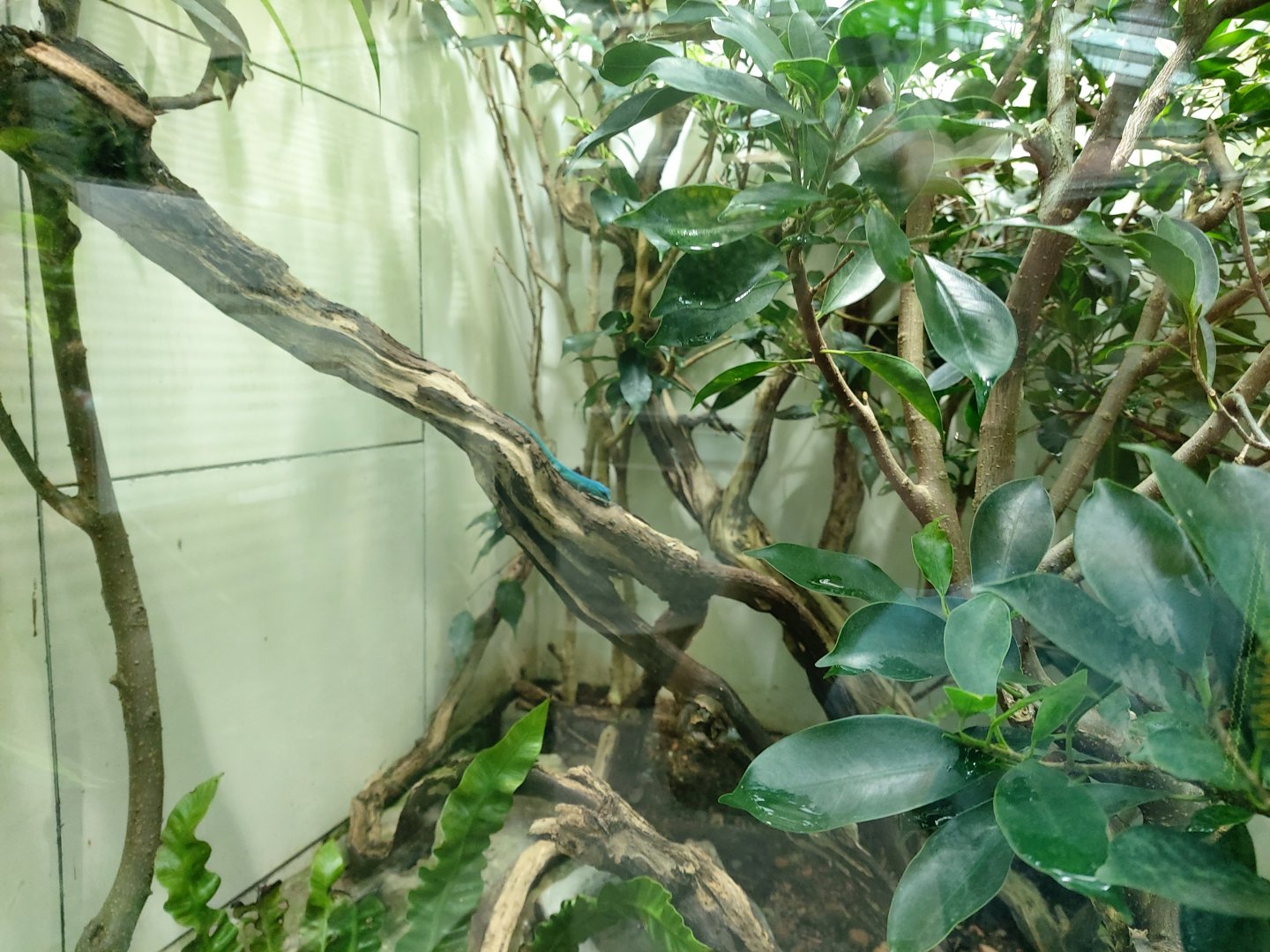 William's electric blue gecko terrarium - Exotarium