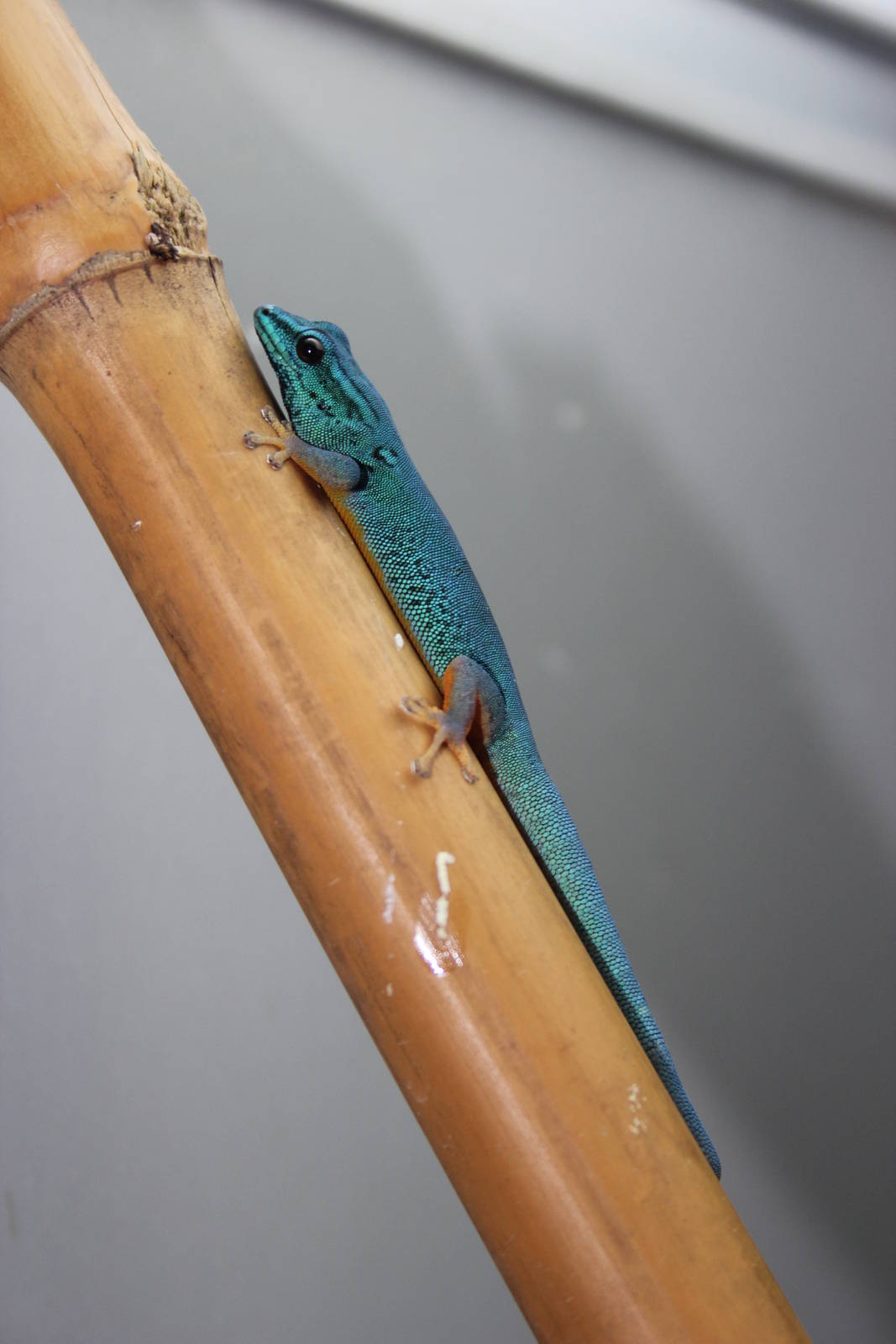 William's electric-blue gecko