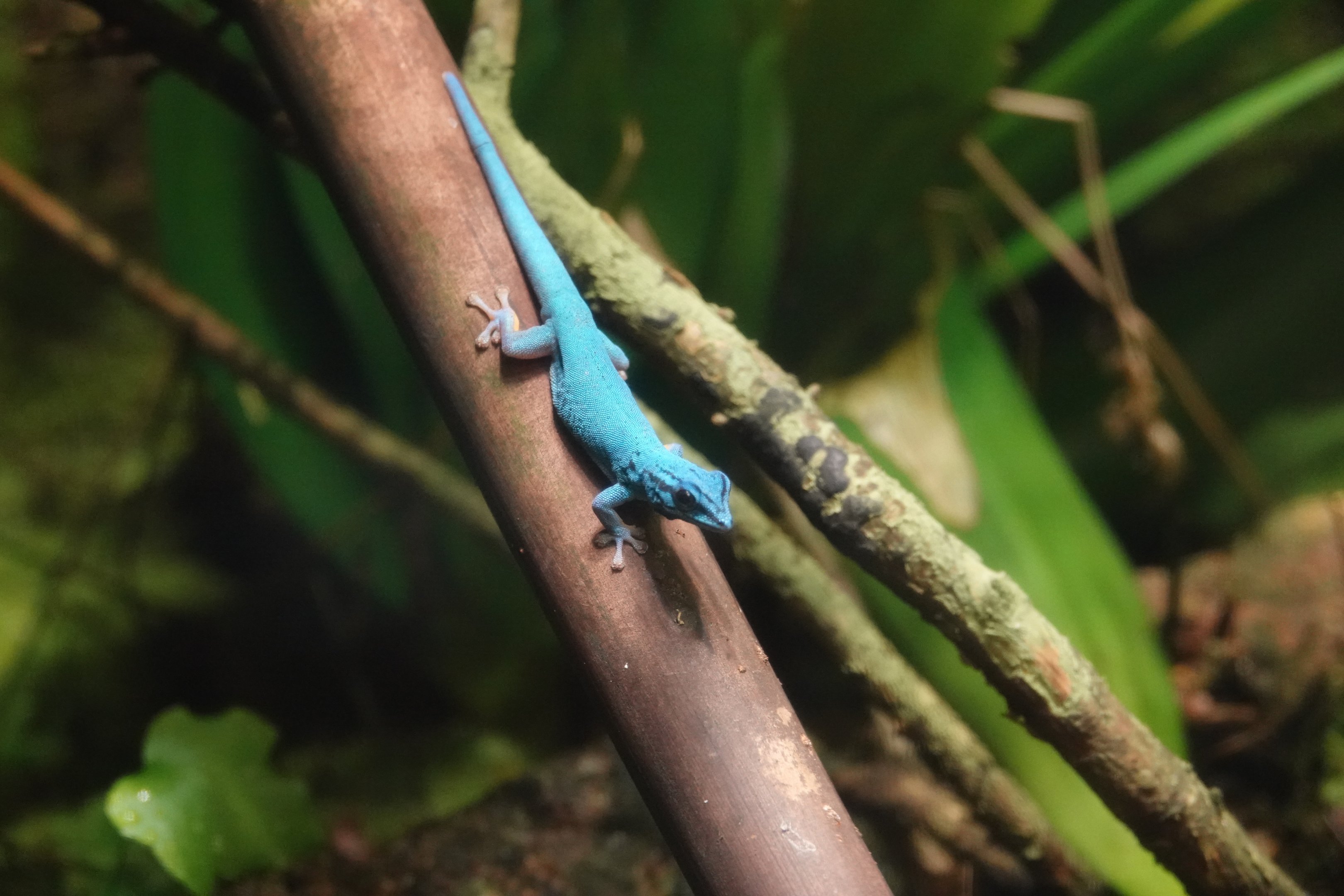 William's electric blue gecko
