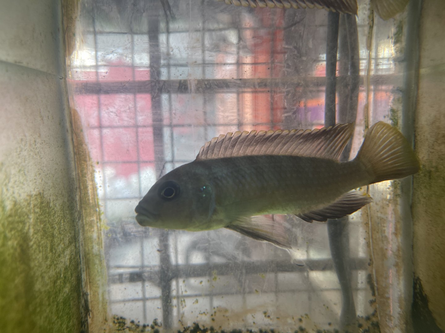 william’s mbuna (maylandia cf. greshakei)