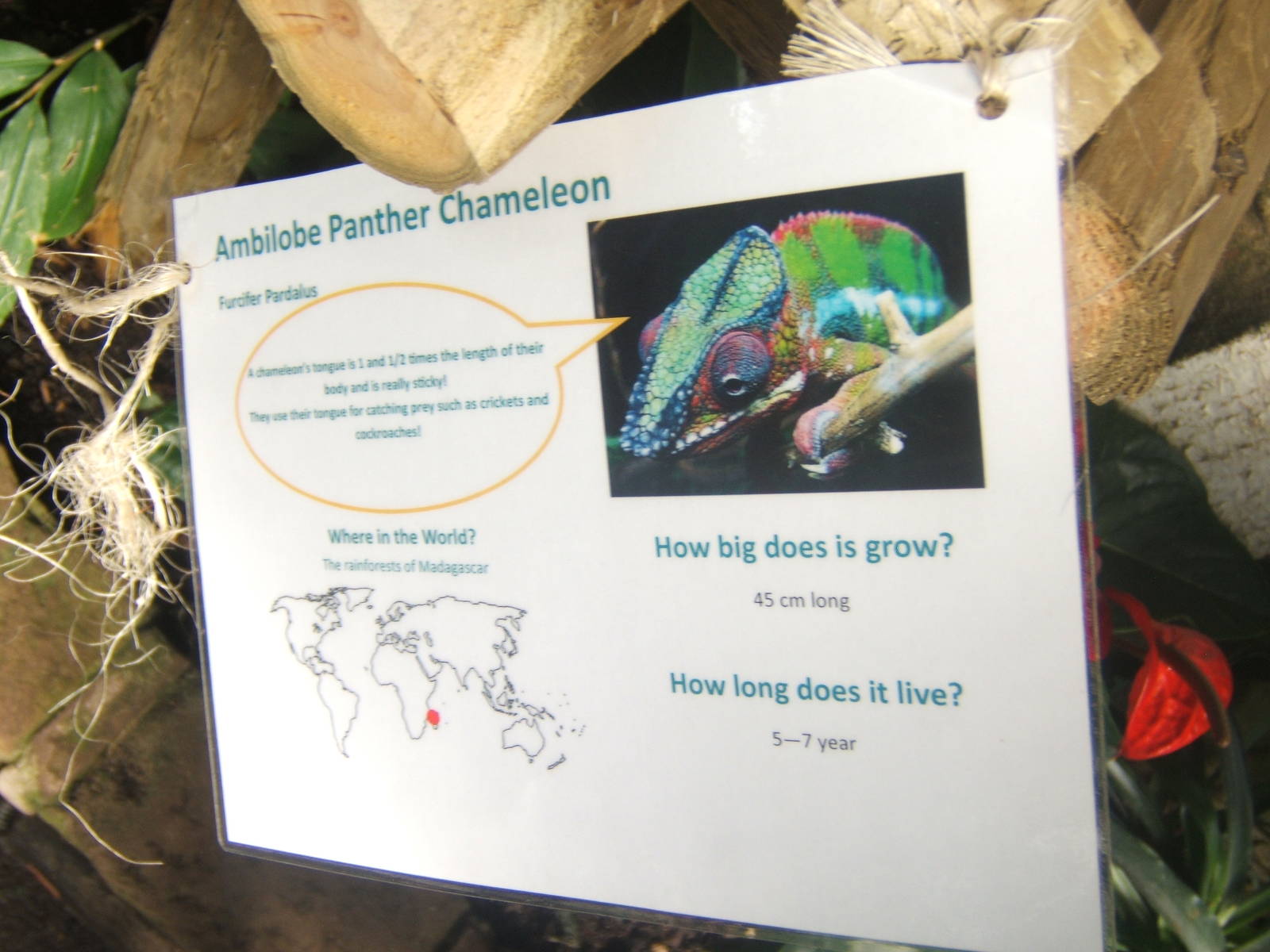 Williamson Park Butterfly House