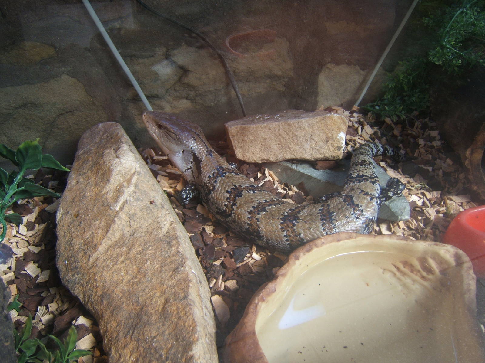 Williamson Park Butterfly House