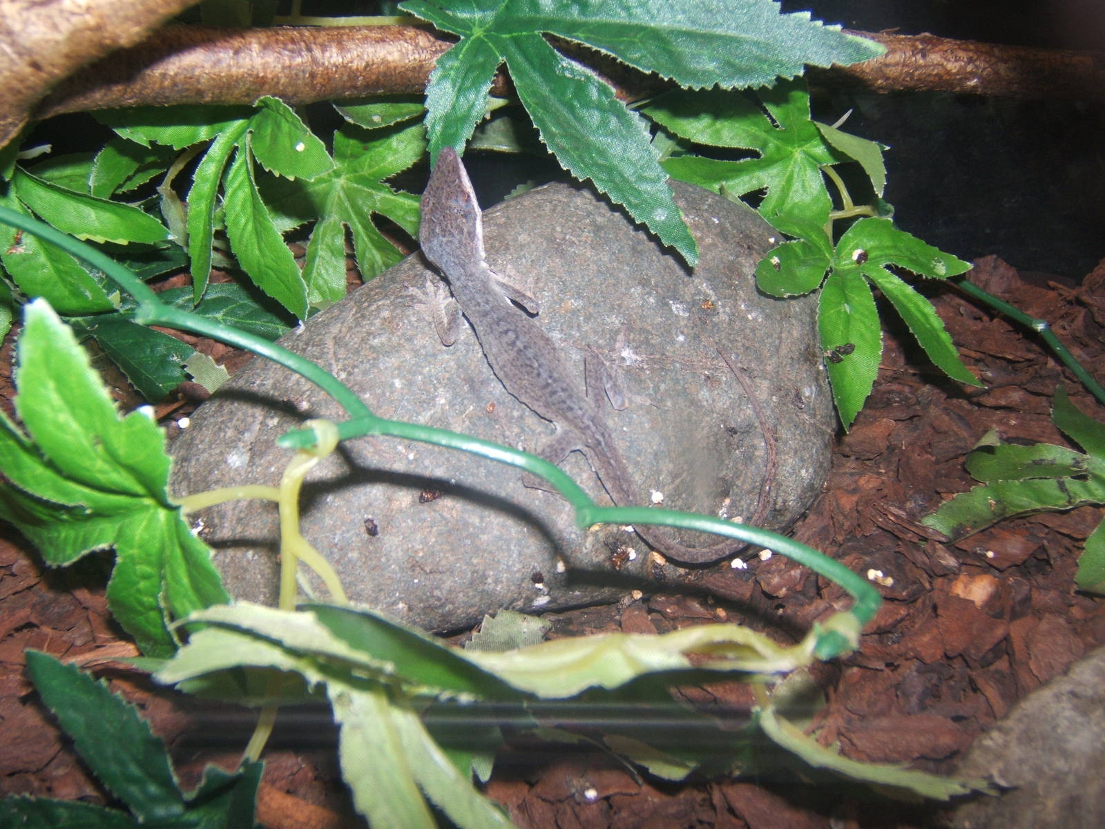 Williamson Park Butterfly House