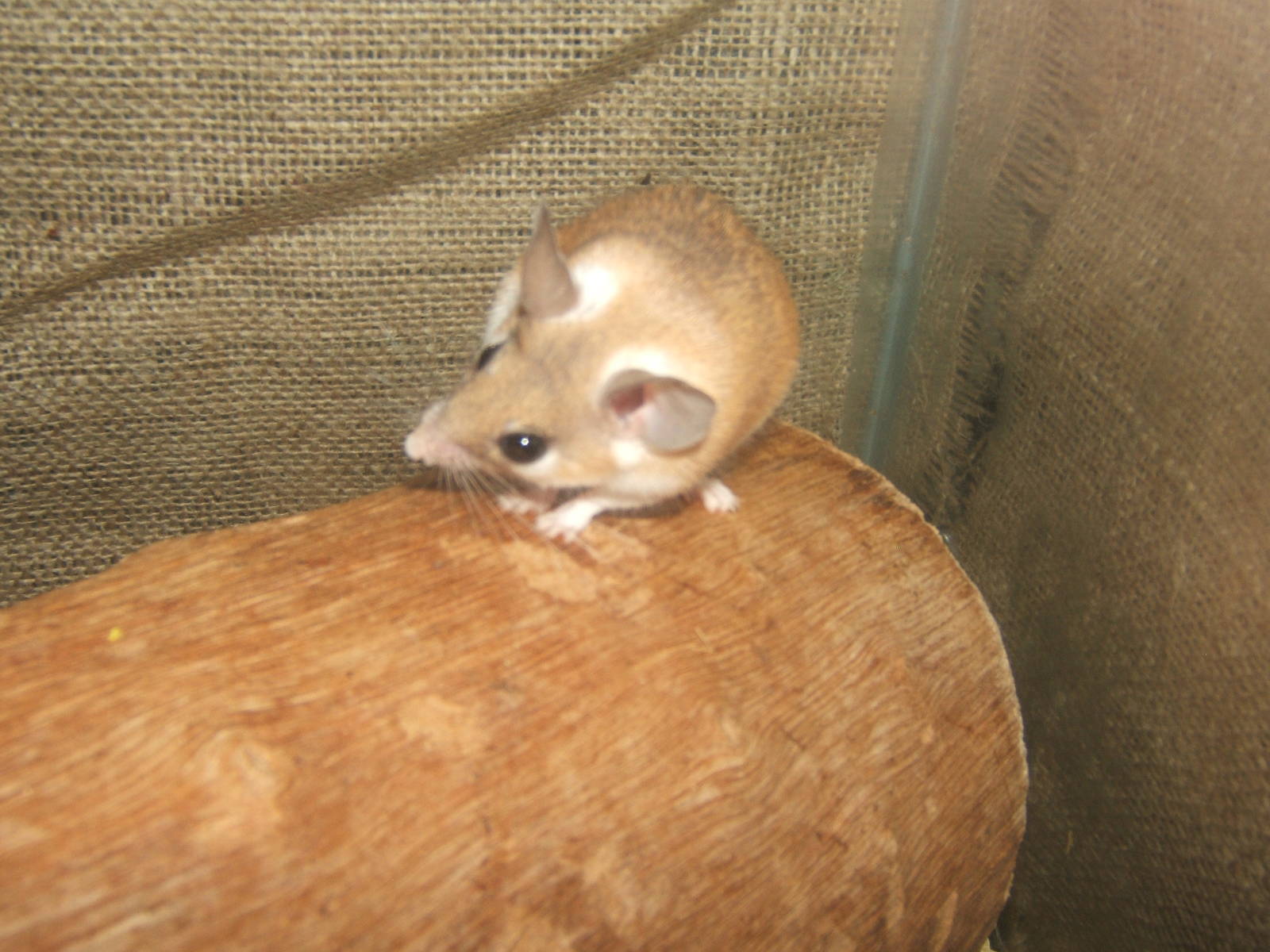 Williamson Park Butterfly House