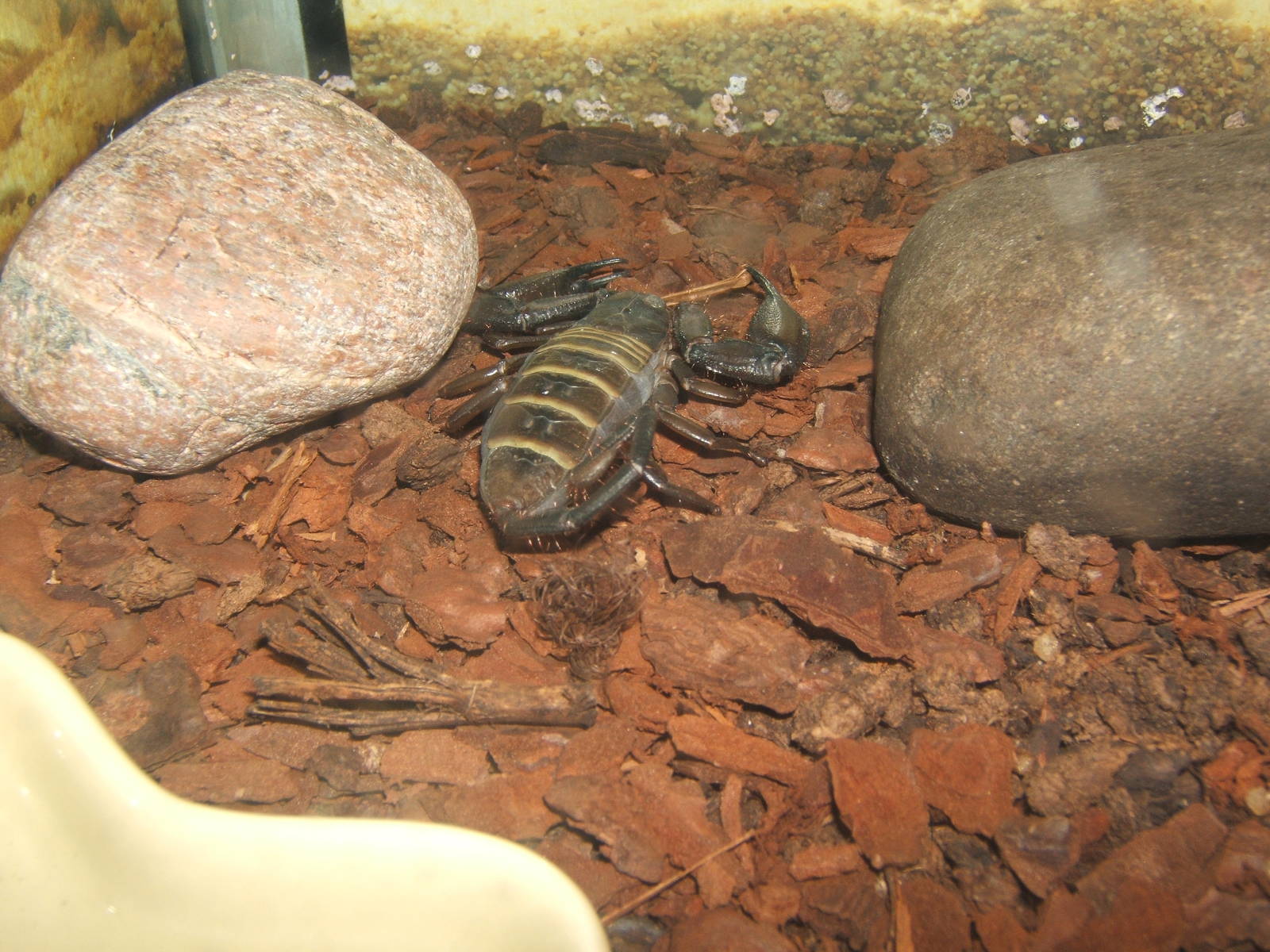 Williamson Park Butterfly House