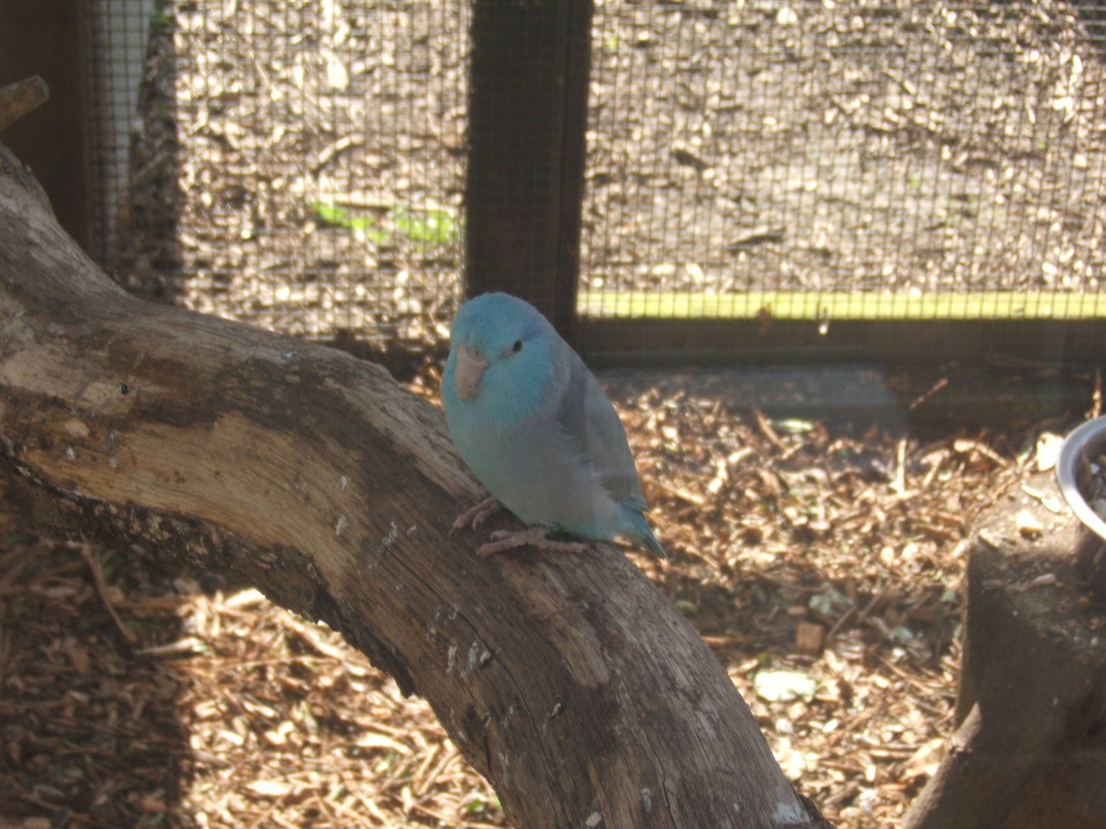 Williamson Park Butterfly House