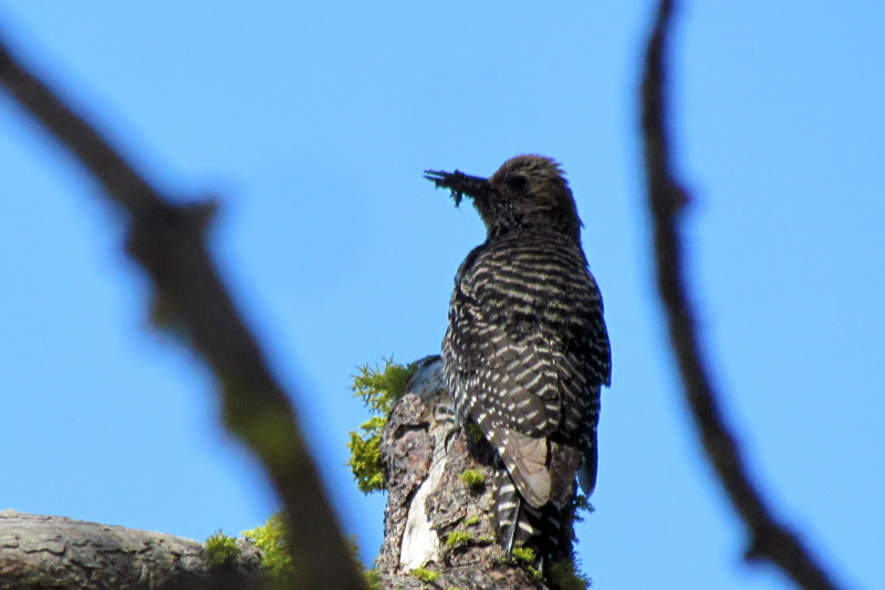 Williamson's Sapsucker (female type)