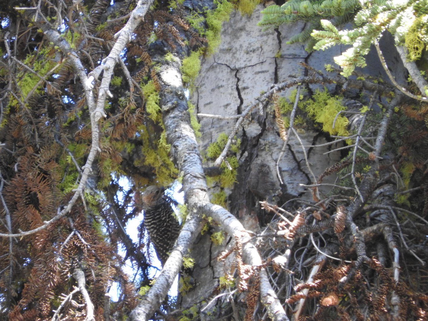 Williamson's Sapsucker female