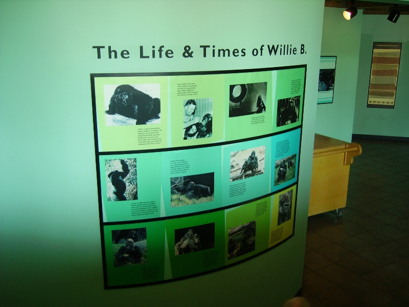 Willie B. Timeline - Ford African Rain Forest