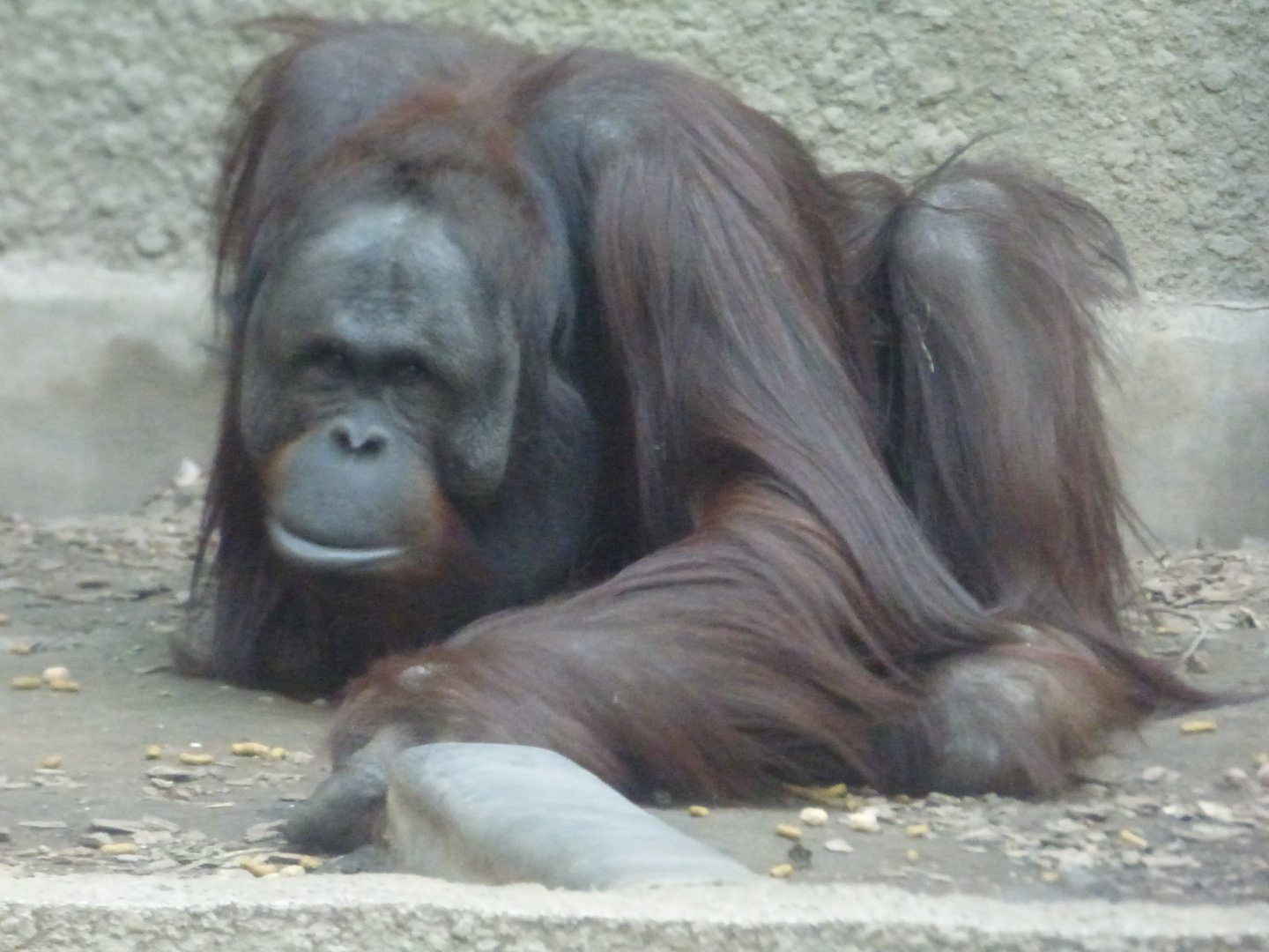 Willie (male, Bornean Orangutan)