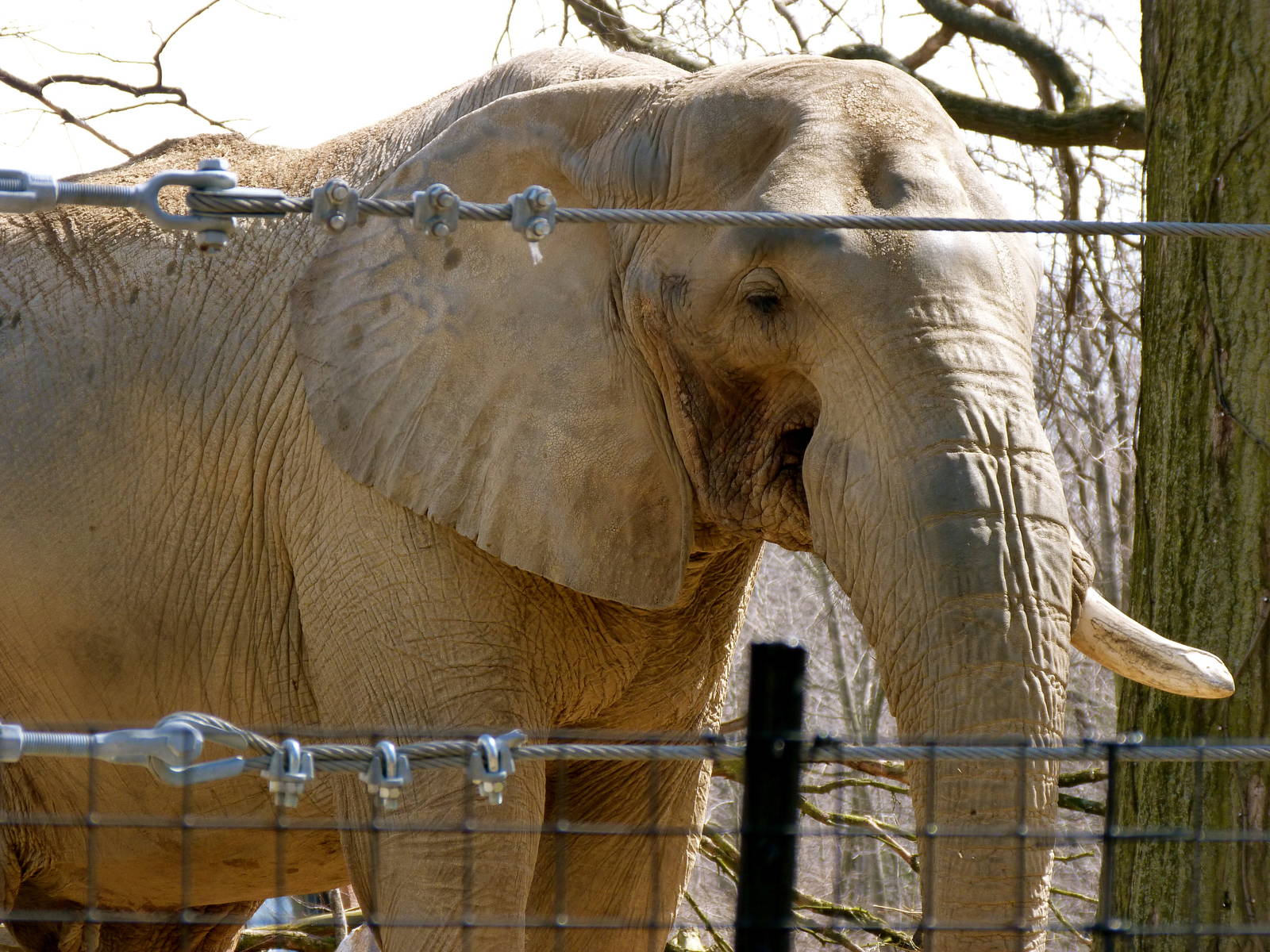 Willie, male elephant - Elephant Crossing
