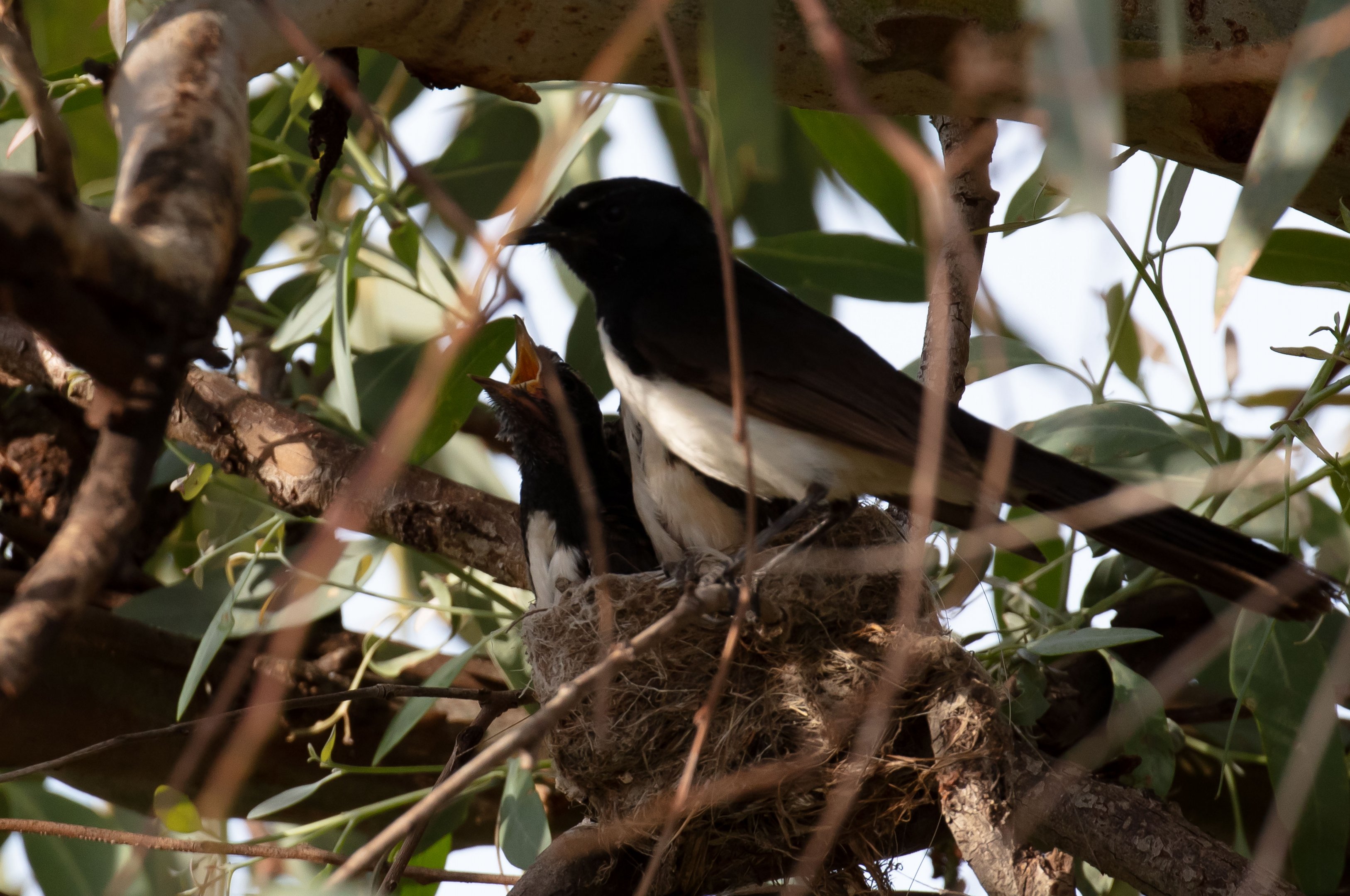 Willie Wagtail at nest