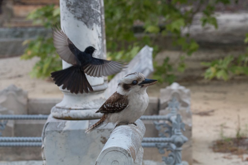 Willie Wagtail attacking Kookaburra