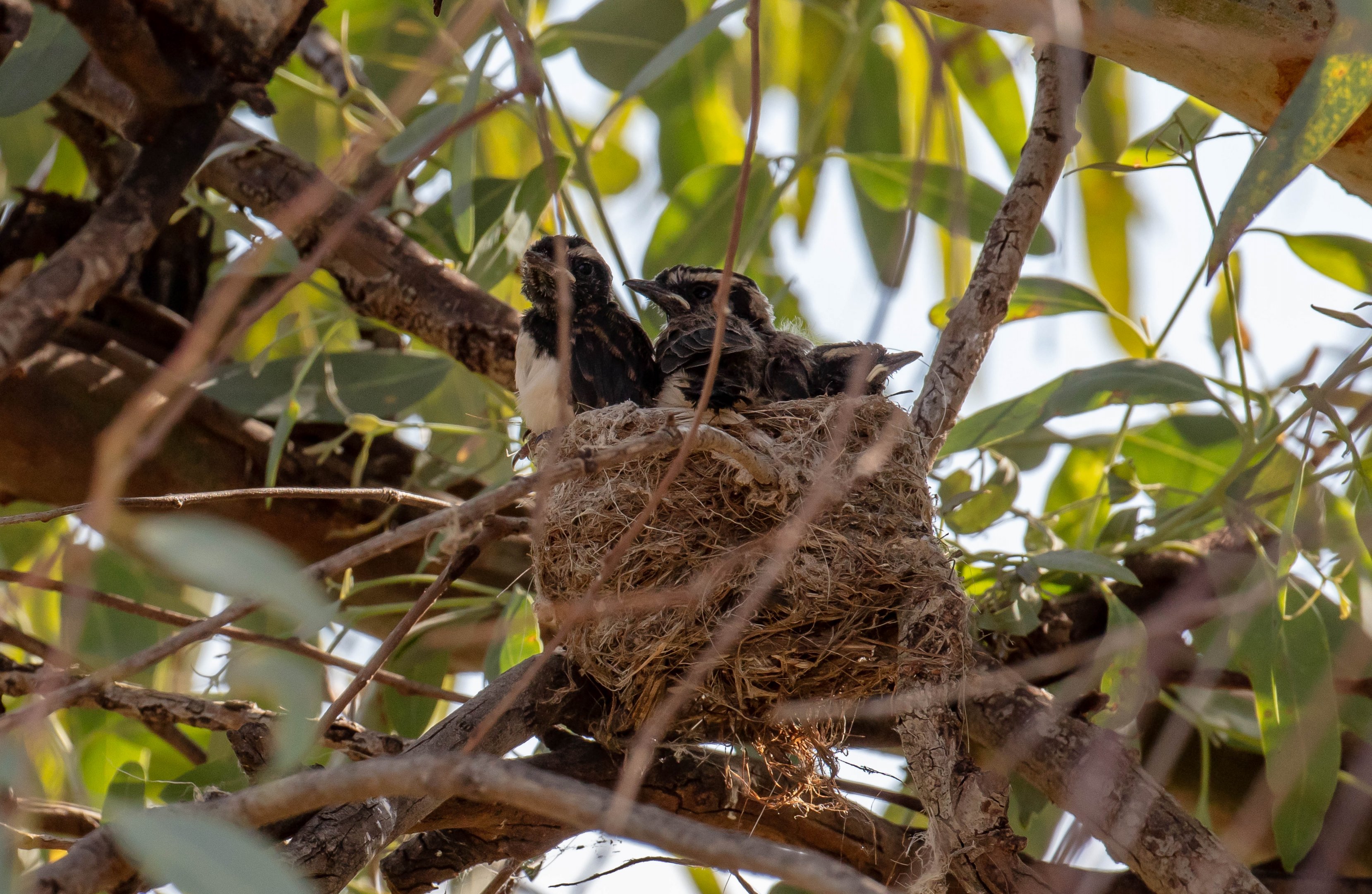 Willie Wagtail chicks