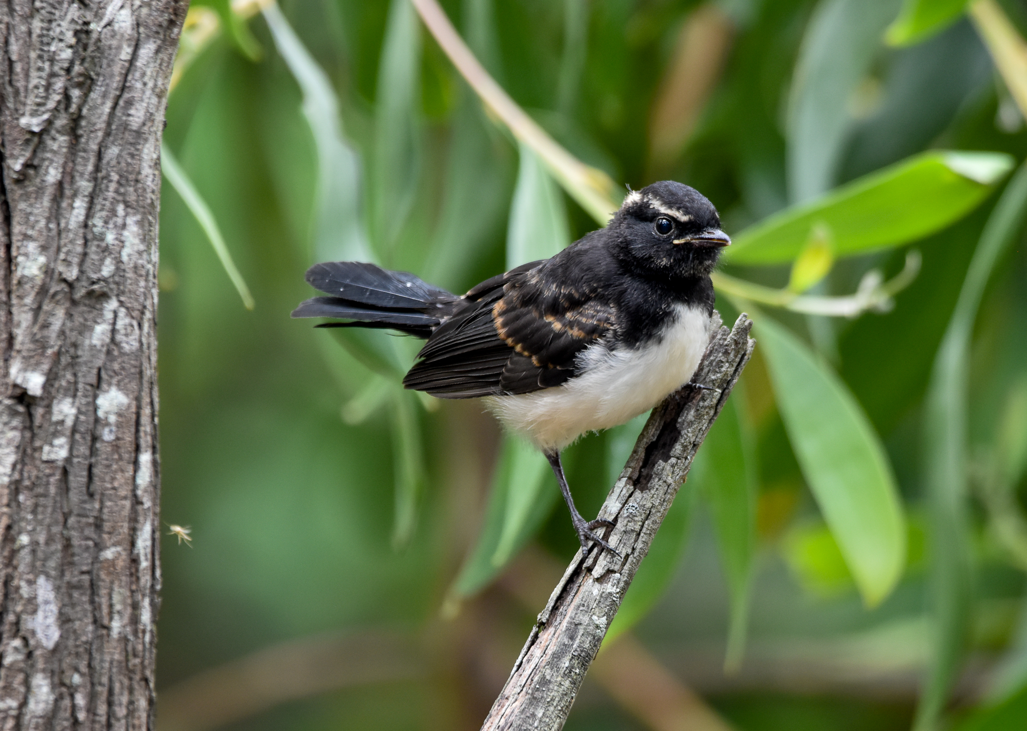 Willie Wagtail fledgling