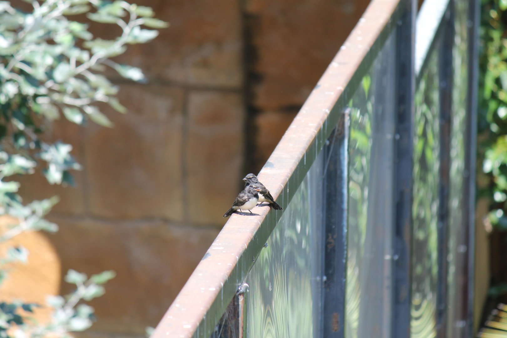 Willie Wagtail Fledglings