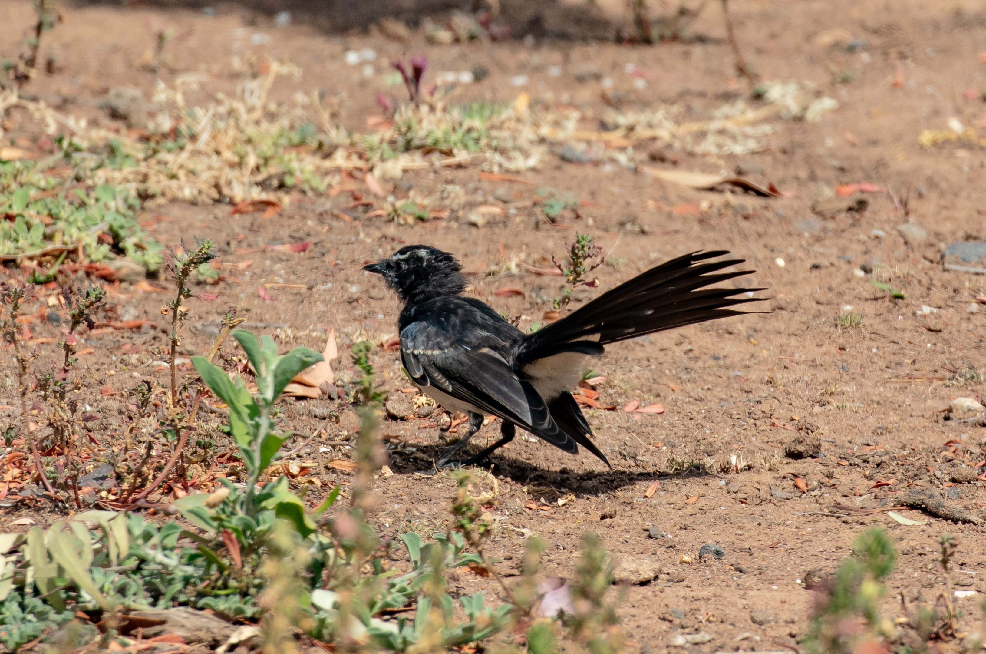Willie Wagtail juvenile (wild bird)