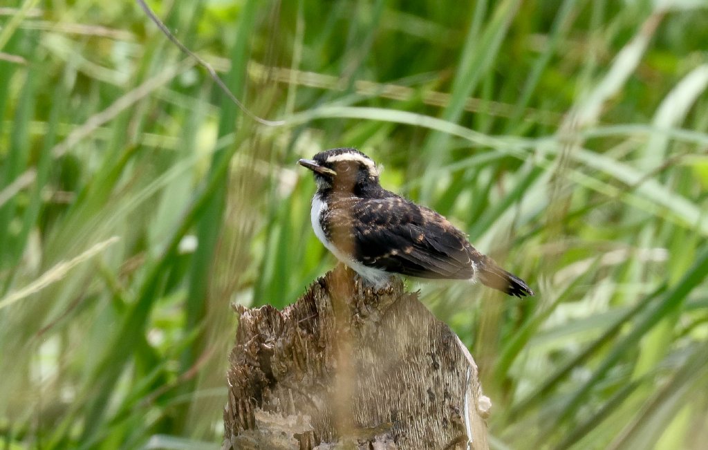 Willie Wagtail juvenile