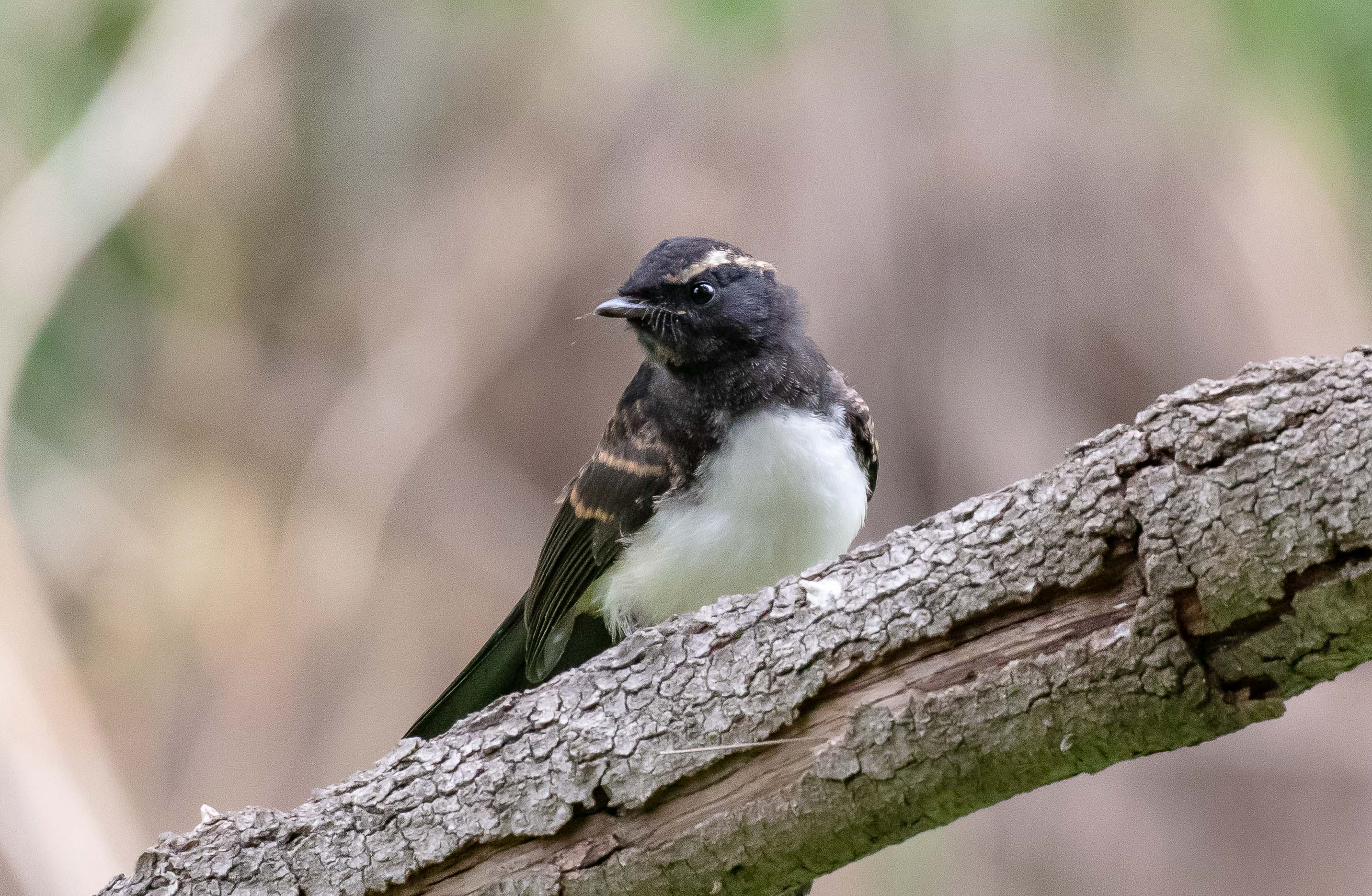 Willie Wagtail juvenile