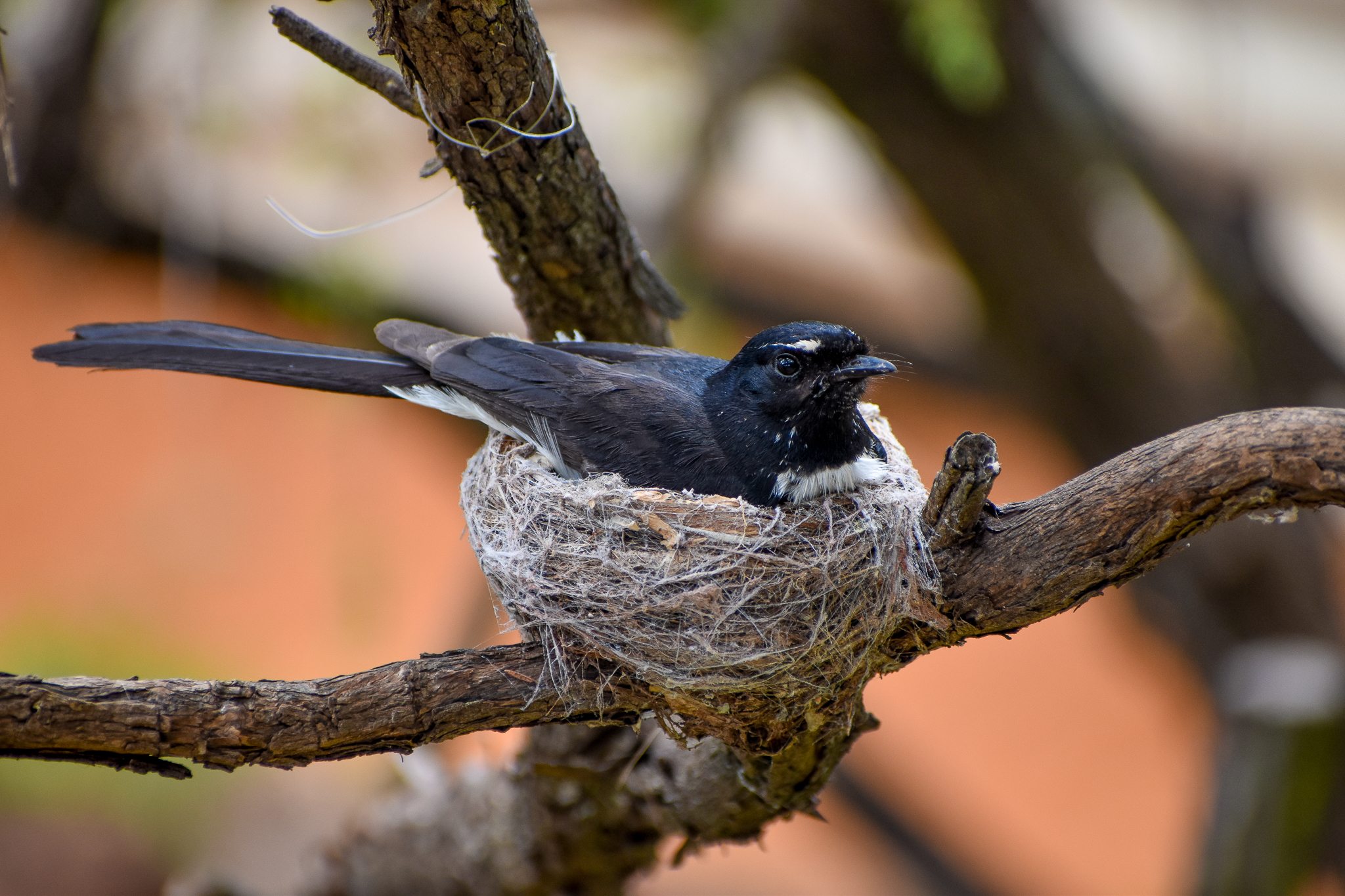 Willie Wagtail nesting in Perentie enclosure!