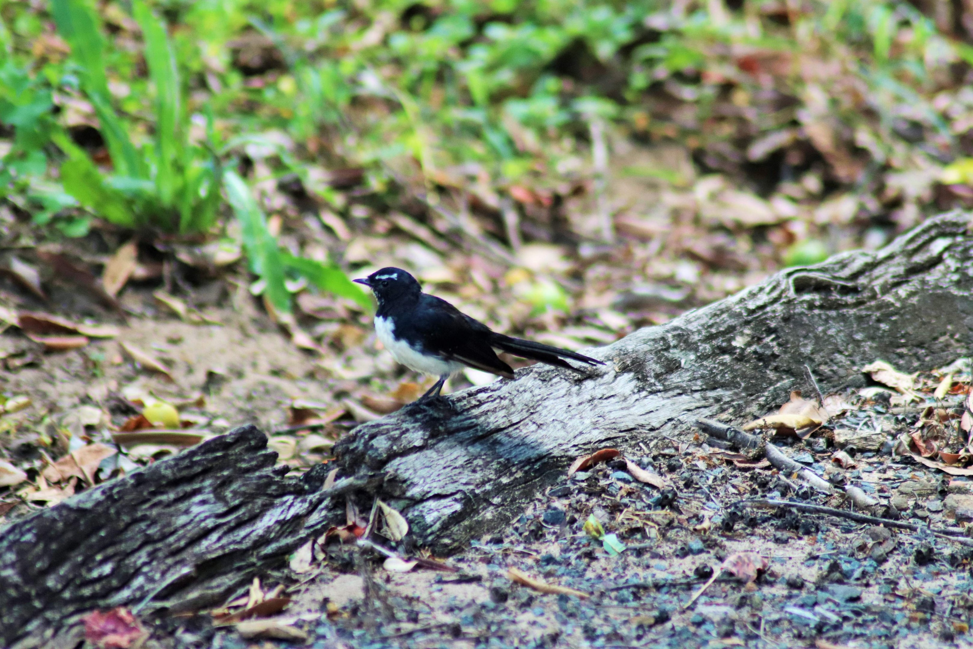 Willie Wagtail (Rhipidura leucophrys) - Wild
