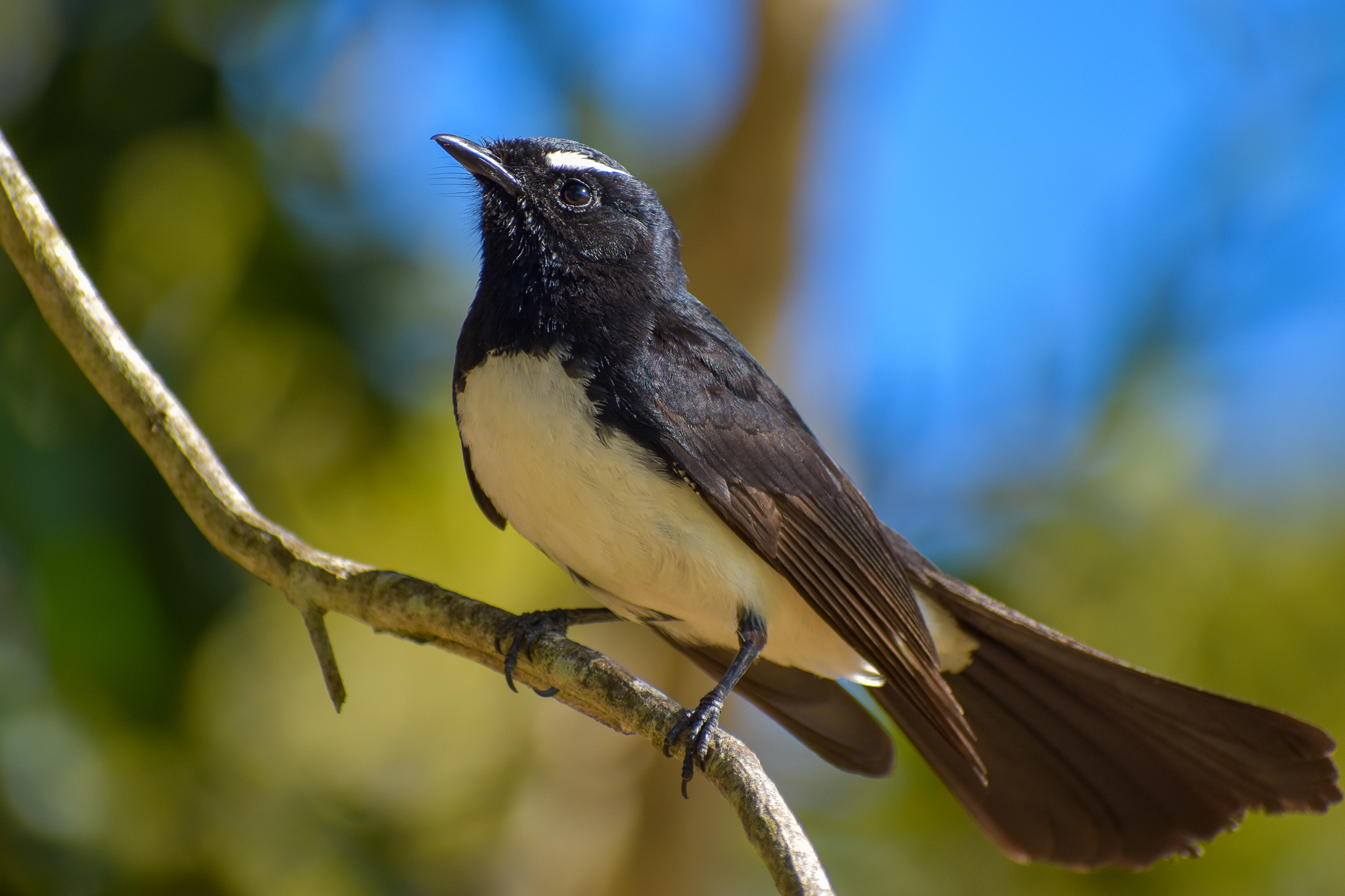 Willie Wagtail (Rhipidura leucophrys)