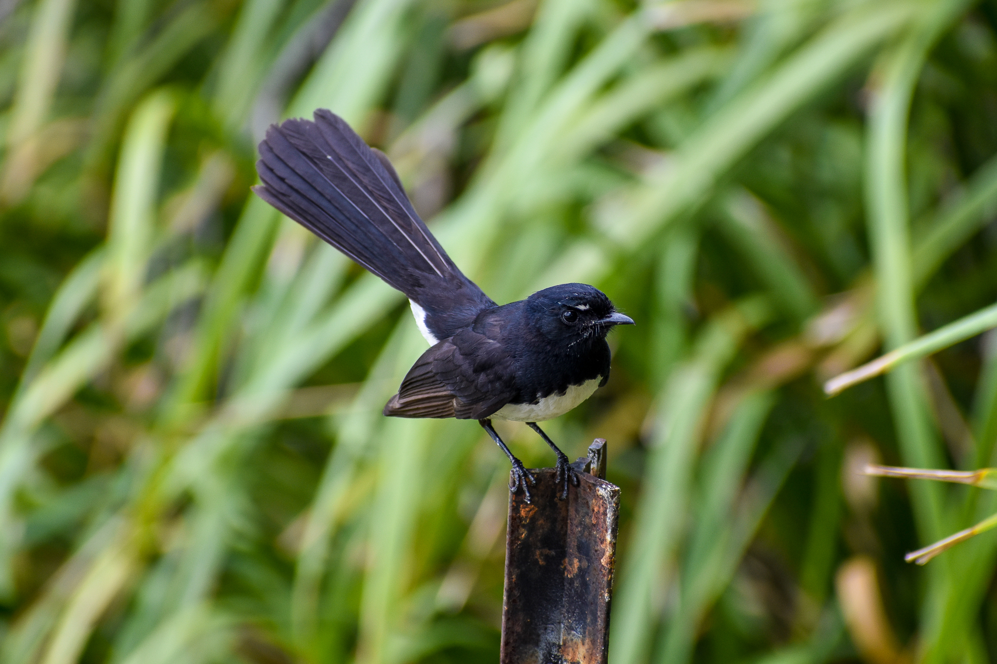 Willie Wagtail (Rhipidura leucophrys)