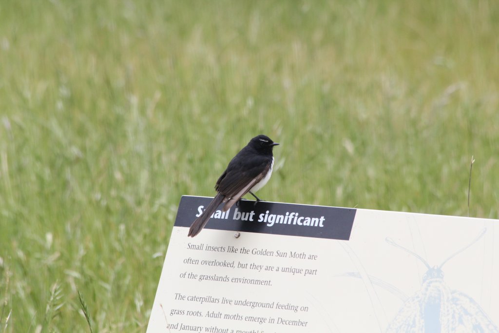 Willie Wagtail - wild
