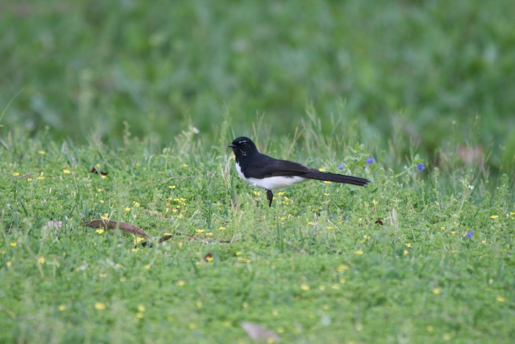Willie Wagtail (wild)