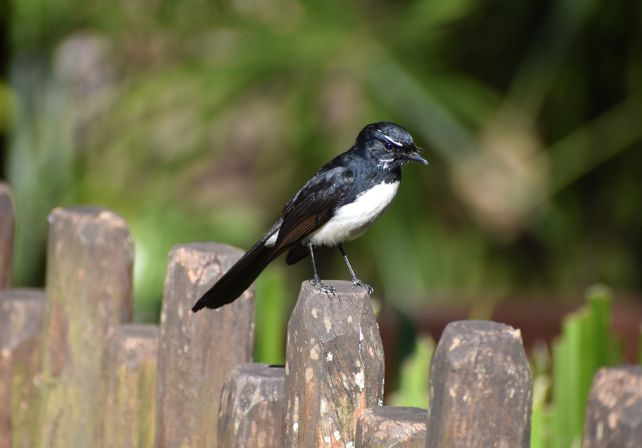 Willie-Wagtail - wild
